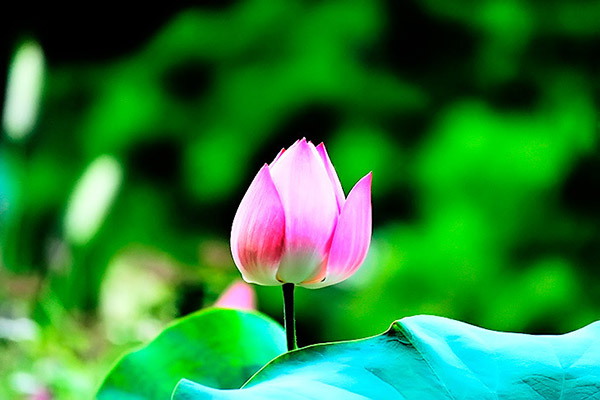 광륜사 연꽃사진 HDR
