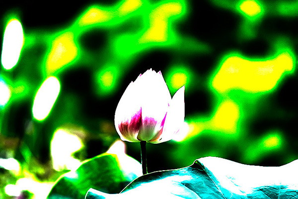 연꽃 HDR 사진 