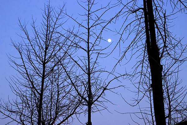 나목(裸木)과 저녁 달 - 도봉산 사진 (Trees and Moon in the Mt. Dobong, Korea) dobongsan-trees-evening-moon-03