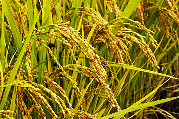 벼 논 풍경 Rice