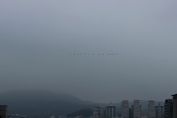 리더와 서열 Fine Art 사진