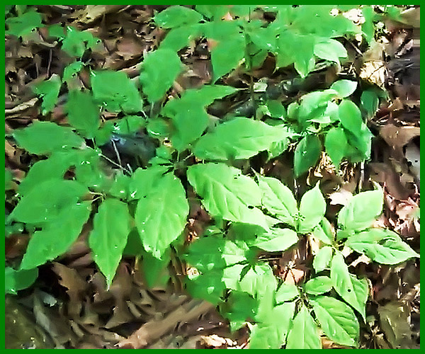 산삼 구별법 - 5구체 잎사귀 마당삼 산삼 구별법 - 5구체 잎사귀 마당삼 cheonjong-wild-jinseng-08-600