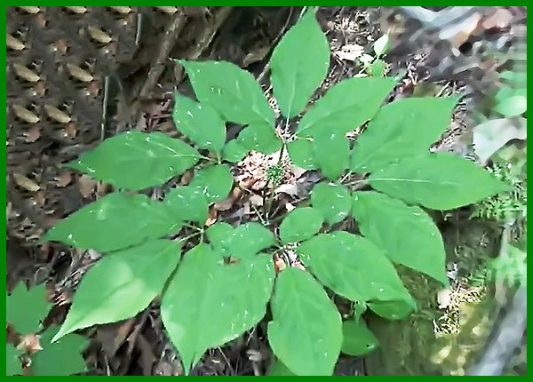 산삼을 식별하는 방법 잎사귀가 5개와 열매 산삼을 식별하는 방법 잎사귀가 5개와 열매 cheonjong-wild-jinseng-17-600