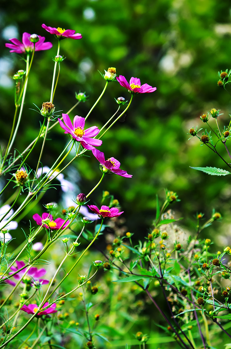 네이버 포토갤러리에 포스팅한 HDR 사진 - 수능리 코스모스 HDR-Photo-Suneung-ri-Cosmos-Naver-Photo-Gallery-05