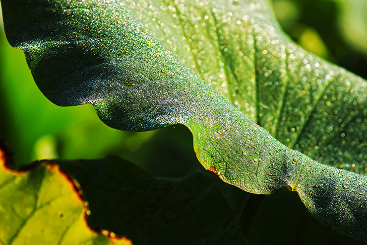 Mornig-Dew-of-Lotus-Leaf-at-Dumulmeori-740