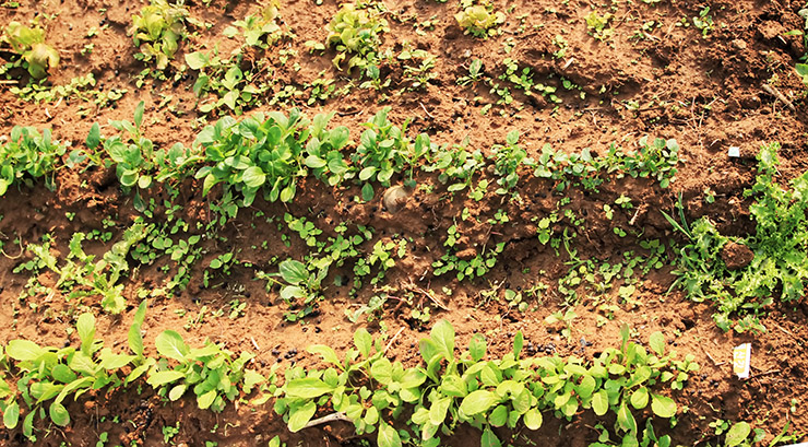 weekend-farm-diary-crop-report-16