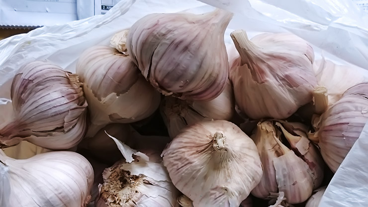 how-to-seed-garlic-03