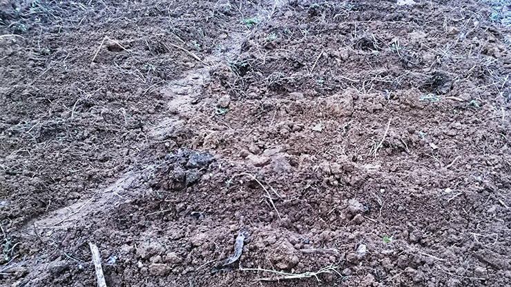 how-to-seed-garlic-05