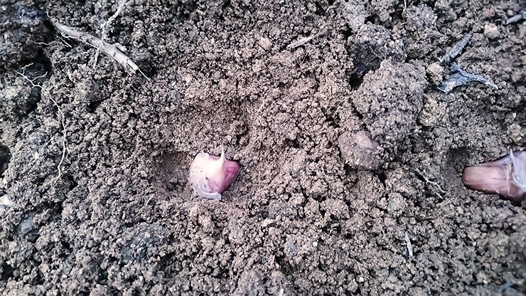 how-to-seed-garlic-06