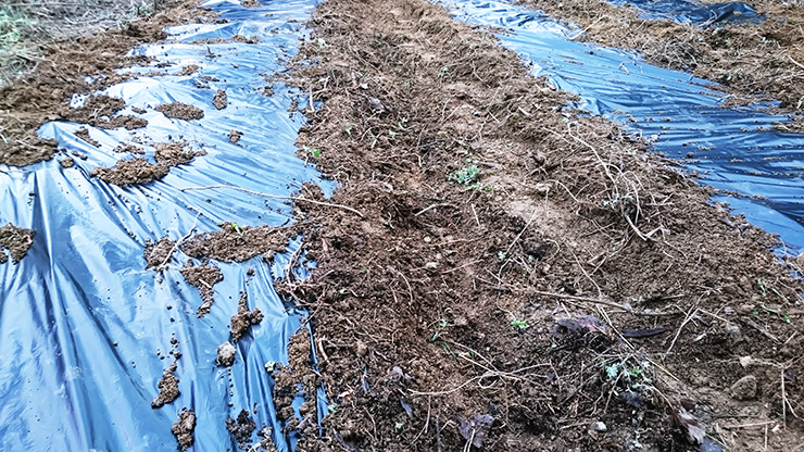 how-to-seed-garlic-07