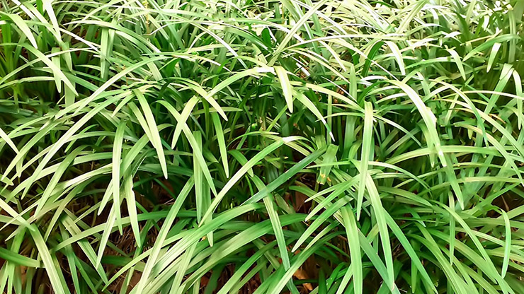 맥문동이 줄지어 있는 모습 이미지 - 맥문동(Liriope platyphylla) 잎과 뿌리의 모습 - 폐 건강을 지키는 약초